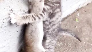 Funny cat