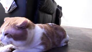 The cat head- and shoulders., and knee. And toes