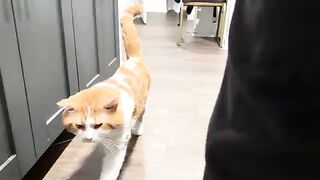 Cattus Interruptus