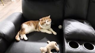 Meow meow