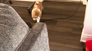 Mussed fur