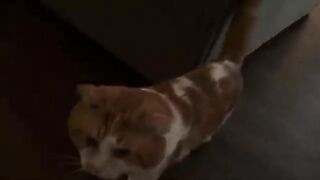 Little creature follows