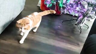 Big scaredy cat
