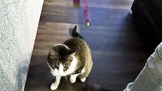 Playful the TK