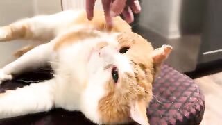 Adam the Cat