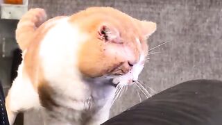 A cat head with paws