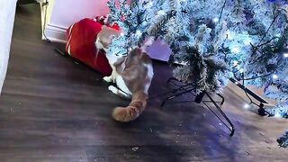 Opening a can of whoop cat
