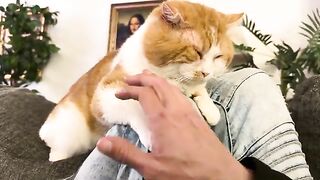 Dont bite the furniture