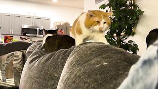 Cat big steps then plops