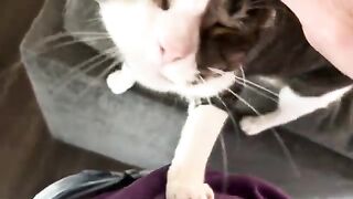 Little bite and big yawns