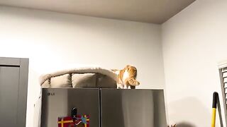 Cat on the fridge