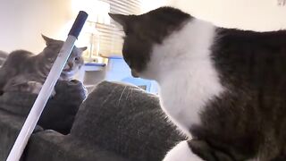 Unexpected audacity from the gib cat.