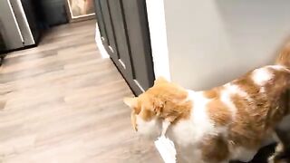 The pitiful meow