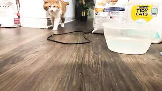 Strange cat video