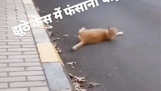 Jhoothe kesh me