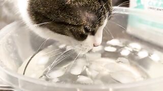 Cat drinks ice water