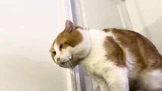 The majestic orange ASMR