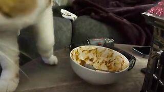 Ricotta farts
