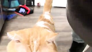 VanRaptor and his cat