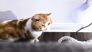 Side eye