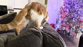 Huh?  cat