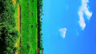 Rice Fields Through the Car Window