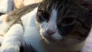 Cat annoys cat, loses cat, finds cat, is cat