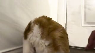Noh!  cat