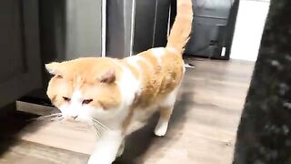 Parade of kitties