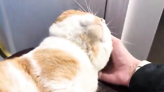 Loving on a tomcat