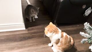 The cat fight