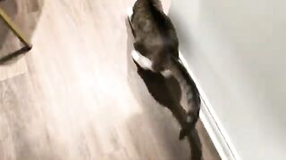 Playful the TK