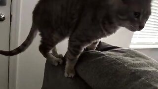 Catty chat