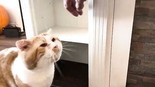 Cat shelf