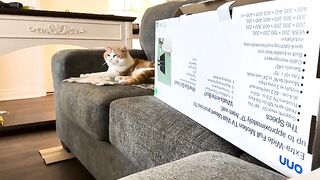 Feline masculinity