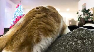 Stahp biting