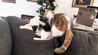 PDA  cat