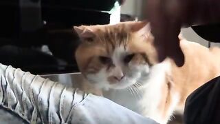 Just here for the pets real quick-like