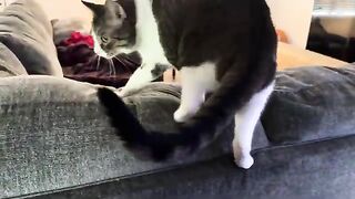 The catwalk  tree destroyer
