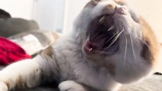 Purring testosterone