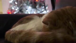 Soft happy kitty