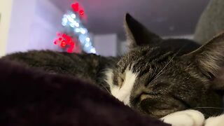 Cozy  cat