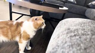 Annoying the TK