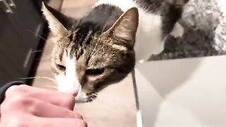 Pets and why are you wet