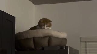 The small kæty perch