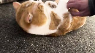 Love cat