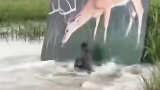 تمساح شکاری در حسرت