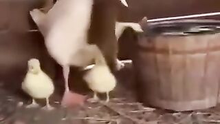 مراقبت را تخم ها