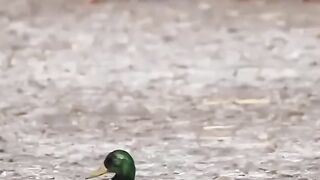 با برف یخ چطوری