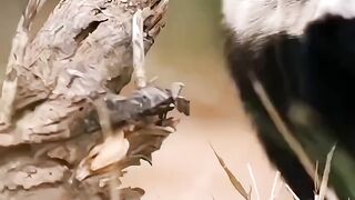 این حیوان بی جنبه
